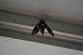 Enlarge photo 59