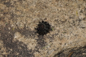 Enlarge photo 77