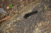 Enlarge photo 79