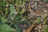 Enlarge photo 83
