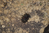 Enlarge photo 88