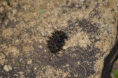 Enlarge photo 89