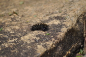 Enlarge photo 91