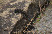 Enlarge photo 92