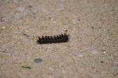 Enlarge photo 94