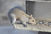 Enlarge photo 179