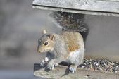 Enlarge photo 181