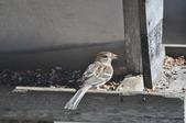 Enlarge photo 186
