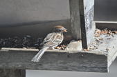 Enlarge photo 187