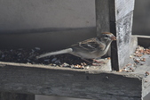 Enlarge photo 188
