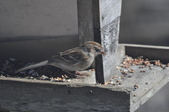 Enlarge photo 189