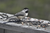 Enlarge photo 195