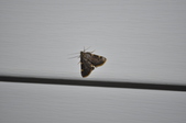 Enlarge photo 96