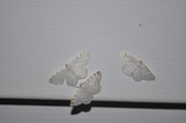 Enlarge photo 98