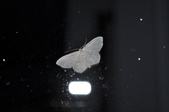 Enlarge photo 99
