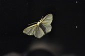 Enlarge photo 102