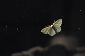 Enlarge photo 103
