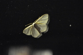 Enlarge photo 105