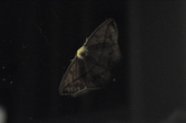 Enlarge photo 106