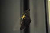 Enlarge photo 107
