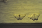 Enlarge photo 108