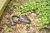 Enlarge photo 244