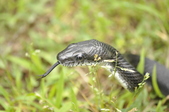Enlarge photo 249