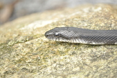 Enlarge photo 253