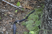 Enlarge photo 254