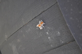 Enlarge photo 38
