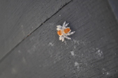 Enlarge photo 39