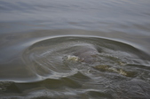Enlarge photo 96