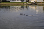 Enlarge photo 97