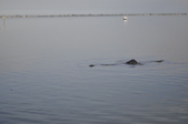 Enlarge photo 102