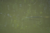 Enlarge photo 108
