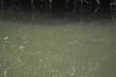 Enlarge photo 109