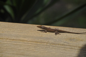 Enlarge photo 113