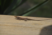 Enlarge photo 114