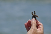 Enlarge photo 25