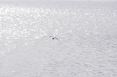 Enlarge photo 38