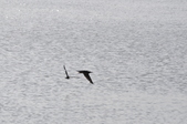 Enlarge photo 39