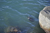 Enlarge photo 46