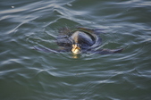 Enlarge photo 99