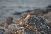 Enlarge photo 125