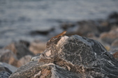 Enlarge photo 126