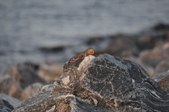 Enlarge photo 127