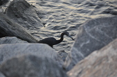 Enlarge photo 132