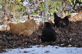 Enlarge photo 48