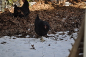 Enlarge photo 49