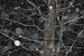 Enlarge photo 54